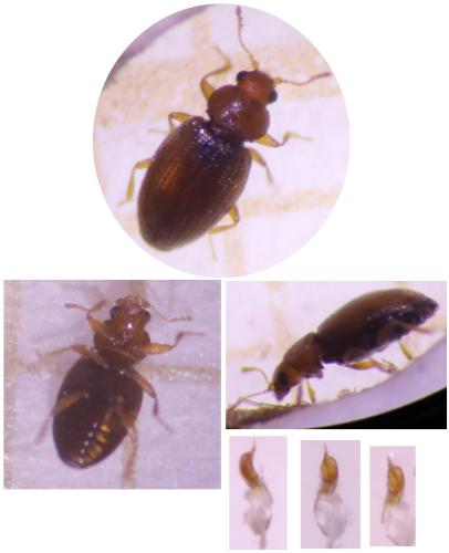 Corticarina curta